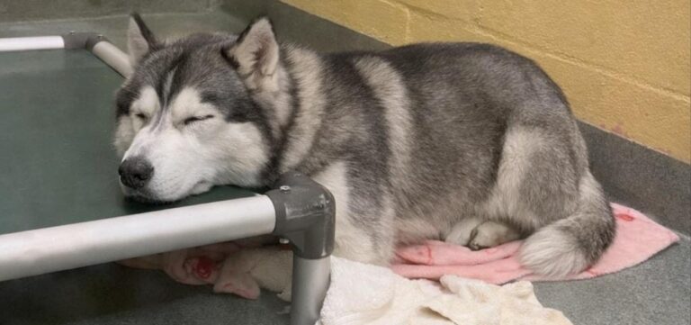 Ogni cane abbandonato in rifugio continua ad aspettare il suo umano. Non capisce i motivi dell’addio e vive l’attesa come una promessa che nessuno mantiene.