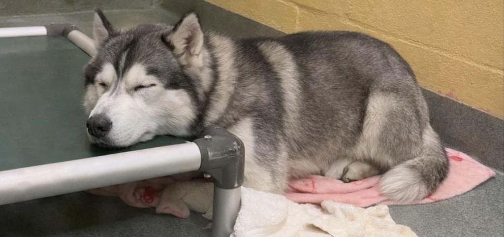 Ogni cane abbandonato in rifugio continua ad aspettare il suo umano. Non capisce i motivi dell’addio e vive l’attesa come una promessa che nessuno mantiene.