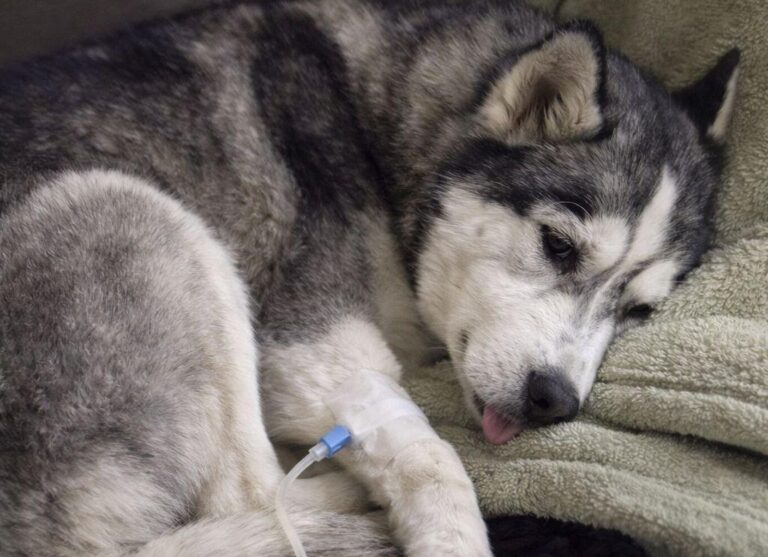 Una donna rientra a casa e il suo husky non la riconosce. Dopo giorni di smarrimento arriva la diagnosi: avvelenamento da tea tree diffuso nell’aria domestica.