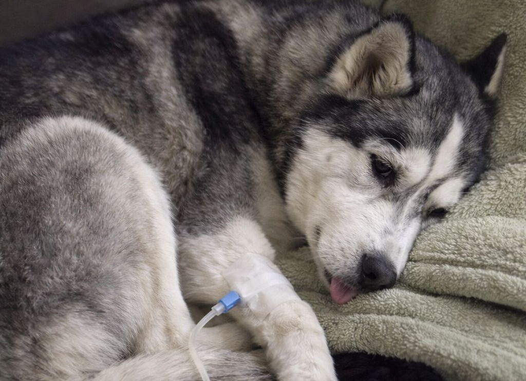 Una donna rientra a casa e il suo husky non la riconosce. Dopo giorni di smarrimento arriva la diagnosi: avvelenamento da tea tree diffuso nell’aria domestica.