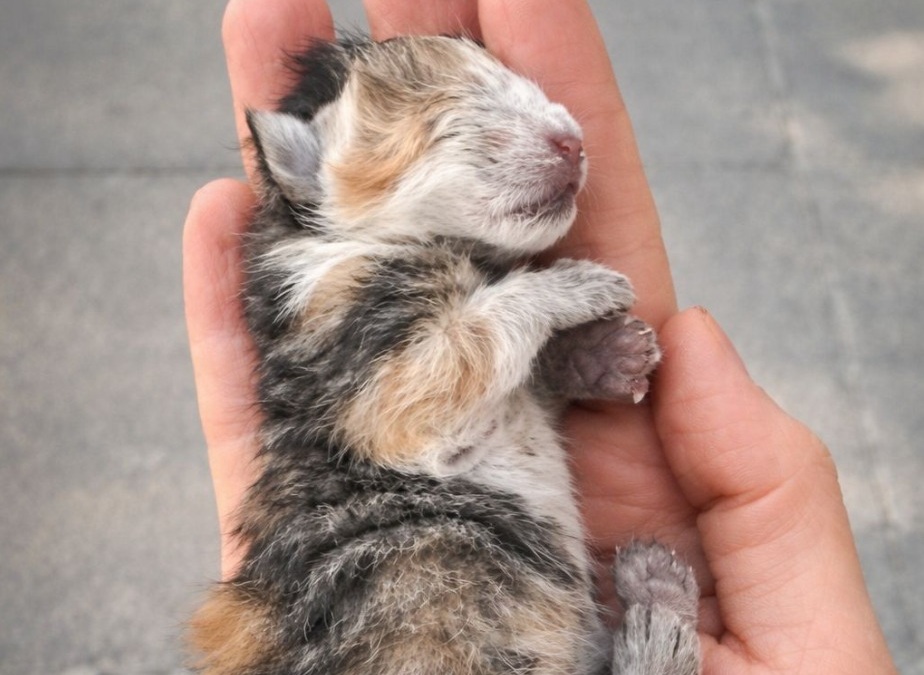 Un gattino appena nato, abbandonato in un cesto davanti a un ufficio, viene soccorso nelle prime ore di vita e salvato grazie a cure costanti.