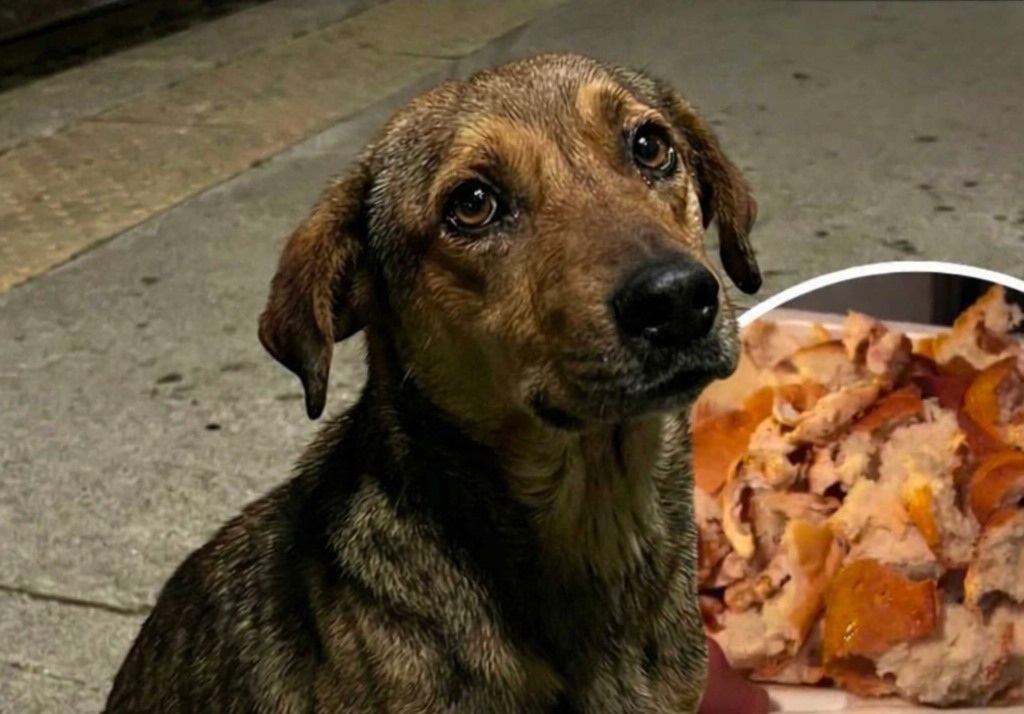 Un cane randagio aspetta ogni giorno in stazione lo stesso macchinista che ha iniziato a nutrirlo. Un gesto semplice diventa un legame quotidiano che commuove milioni di persone.