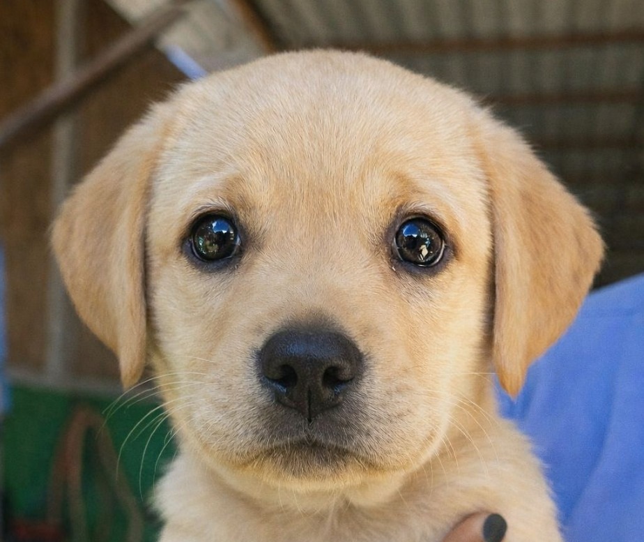 Trovato tremante tra sacchi e cartoni, un cucciolo scheletrico viene soccorso e accolto in casa, iniziando lentamente un percorso di fiducia, cure e rinascita.