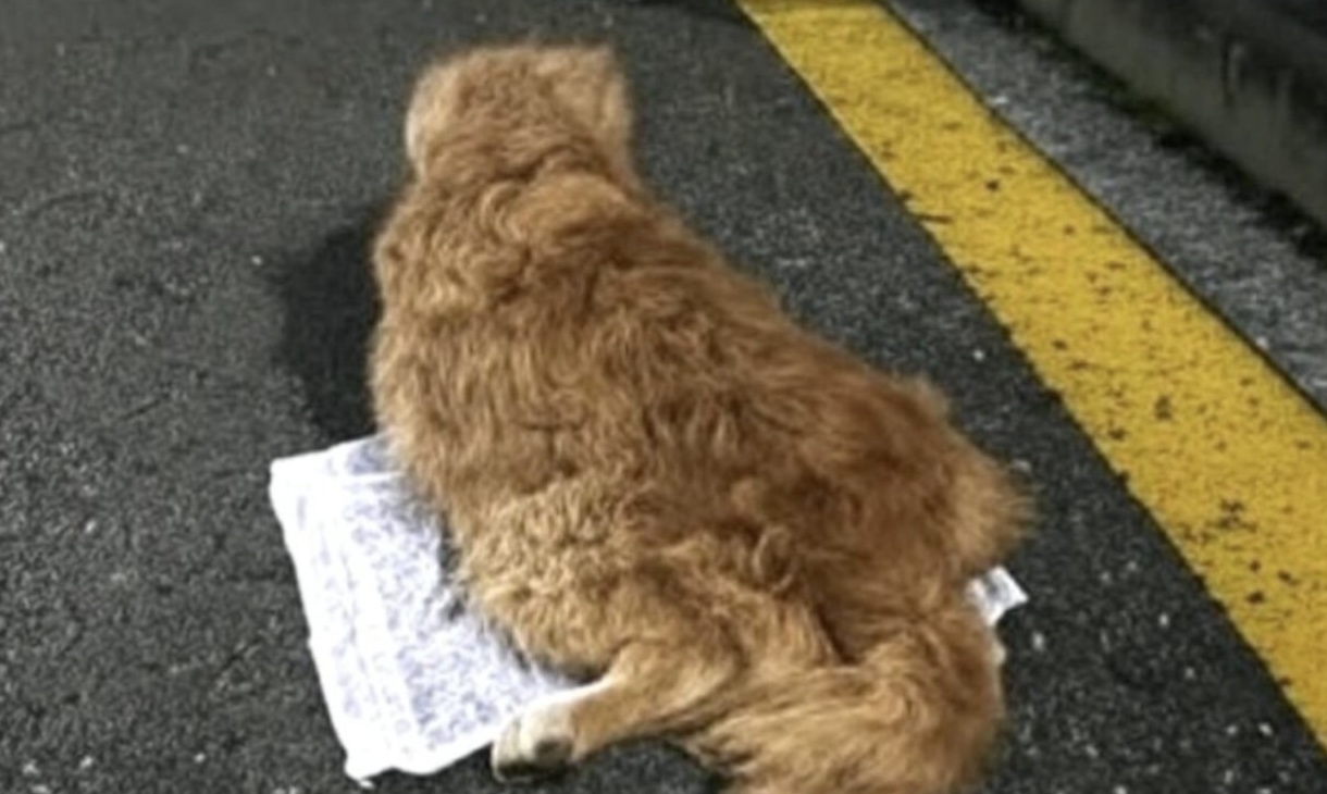 Una donna racconta la fatica quotidiana di prendersi cura del suo cane paralizzato. Ogni passeggiata è uno sforzo enorme, ma lo sguardo di lui le ricorda perché resiste.