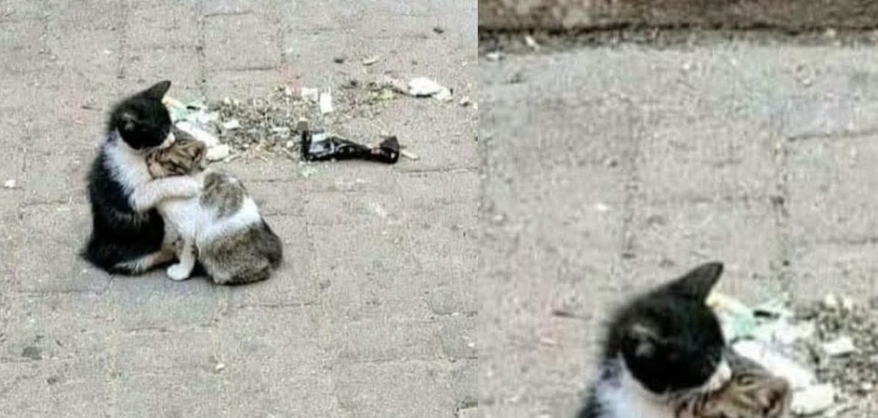 Un testo crudo racconta l’abbandono dal punto di vista di un gatto. Fame, paura e smarrimento spiegano perché lasciare un animale equivale a ucciderlo lentamente.