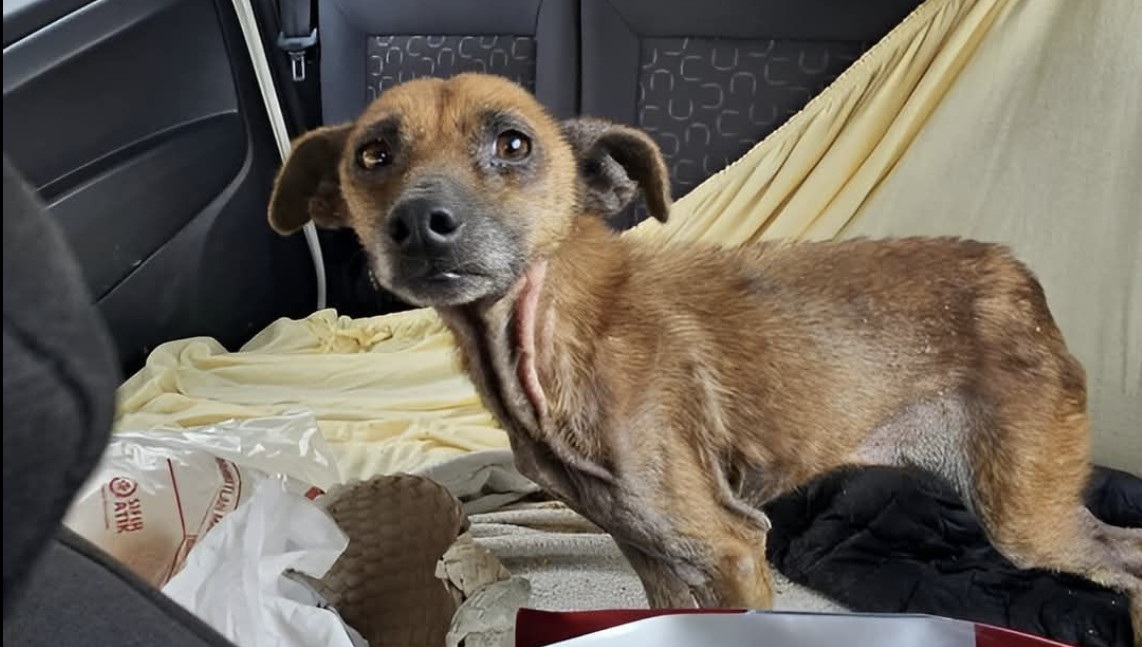 Un cane magrissimo viene trovato sul bordo della strada, spaventato e allo stremo. Un incontro silenzioso, una mano tesa e una scelta improvvisa lo salvano dall’abbandono.