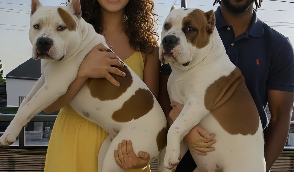 Una coppia entra in un rifugio per adottare un cane, ma dopo 45 minuti torna indietro e decide di non separare due fratelli Cane Corso.