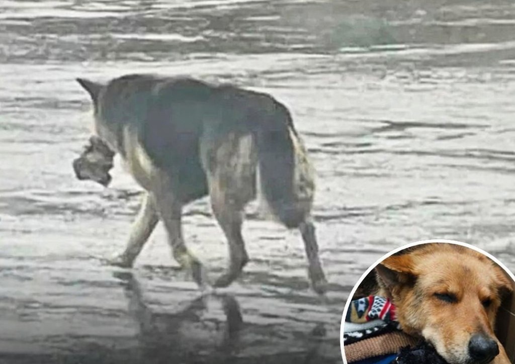 Dopo aver perso il proprietario, una Pastore Tedesco sopravvive per mesi per strada stringendo un peluche. Le immagini diventano virali e portano al salvataggio.