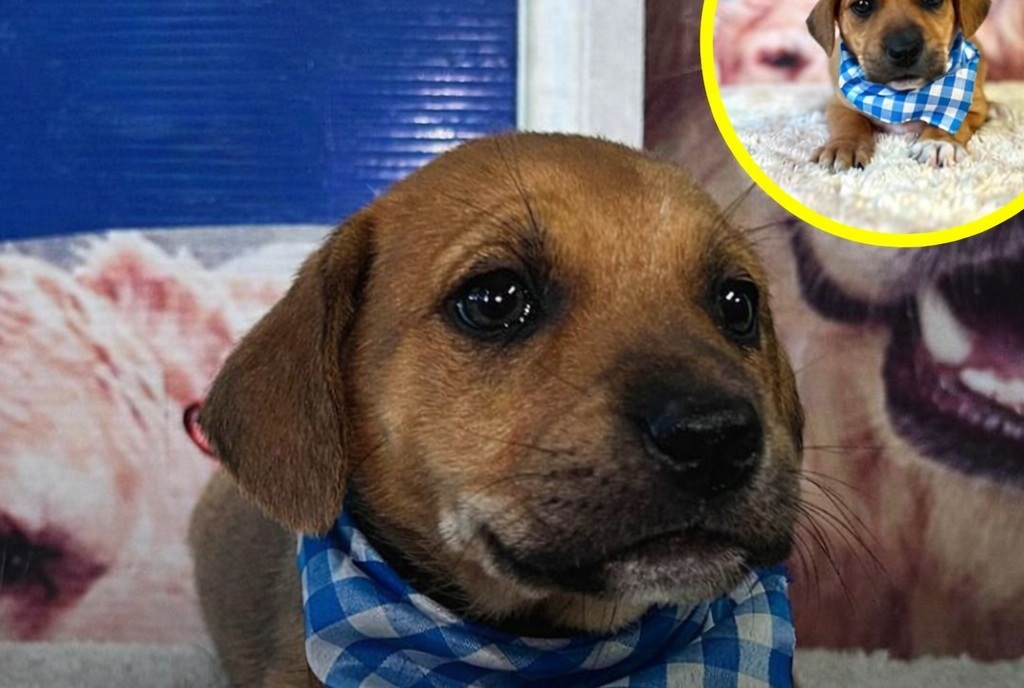 Un cucciolo di tre mesi entra nella stanza delle adozioni pieno di fiducia, ma ne esce senza una famiglia. La sua immagine diventa virale e accende l’indignazione online.