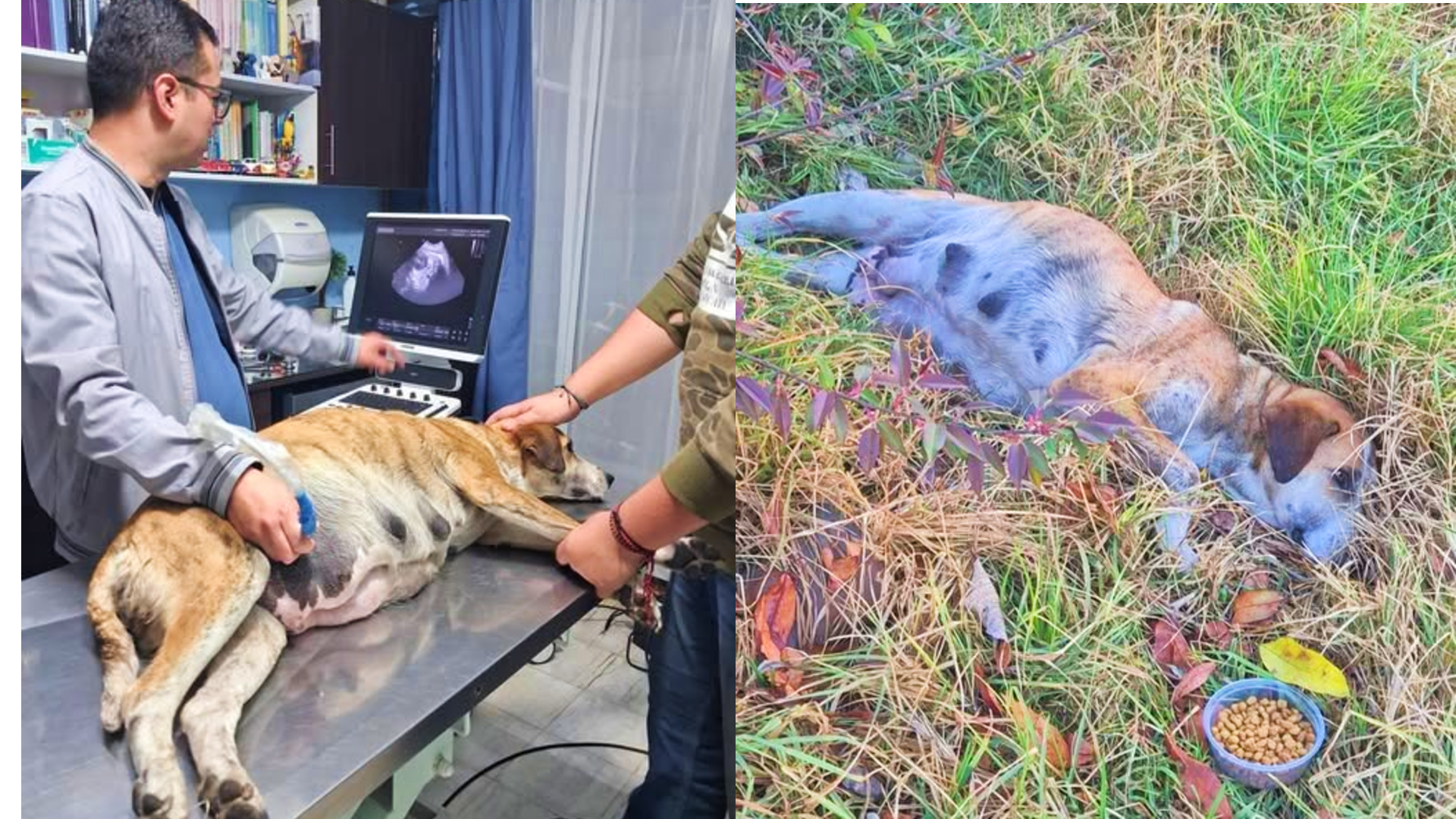 Trovata al calare della sera, incinta e in condizioni critiche, una cagna resta a terra per ore senza aiuto. Quando arrivano i soccorsi, resta solo una scelta di compassione.