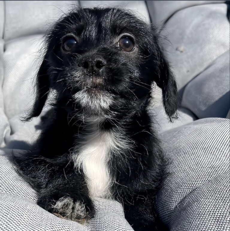 Abbandonato casa, un cane attende per giorni il ritorno dei proprietari finché una volontaria lo salva, offrendo una famiglia e una vita lontana dalla strada.