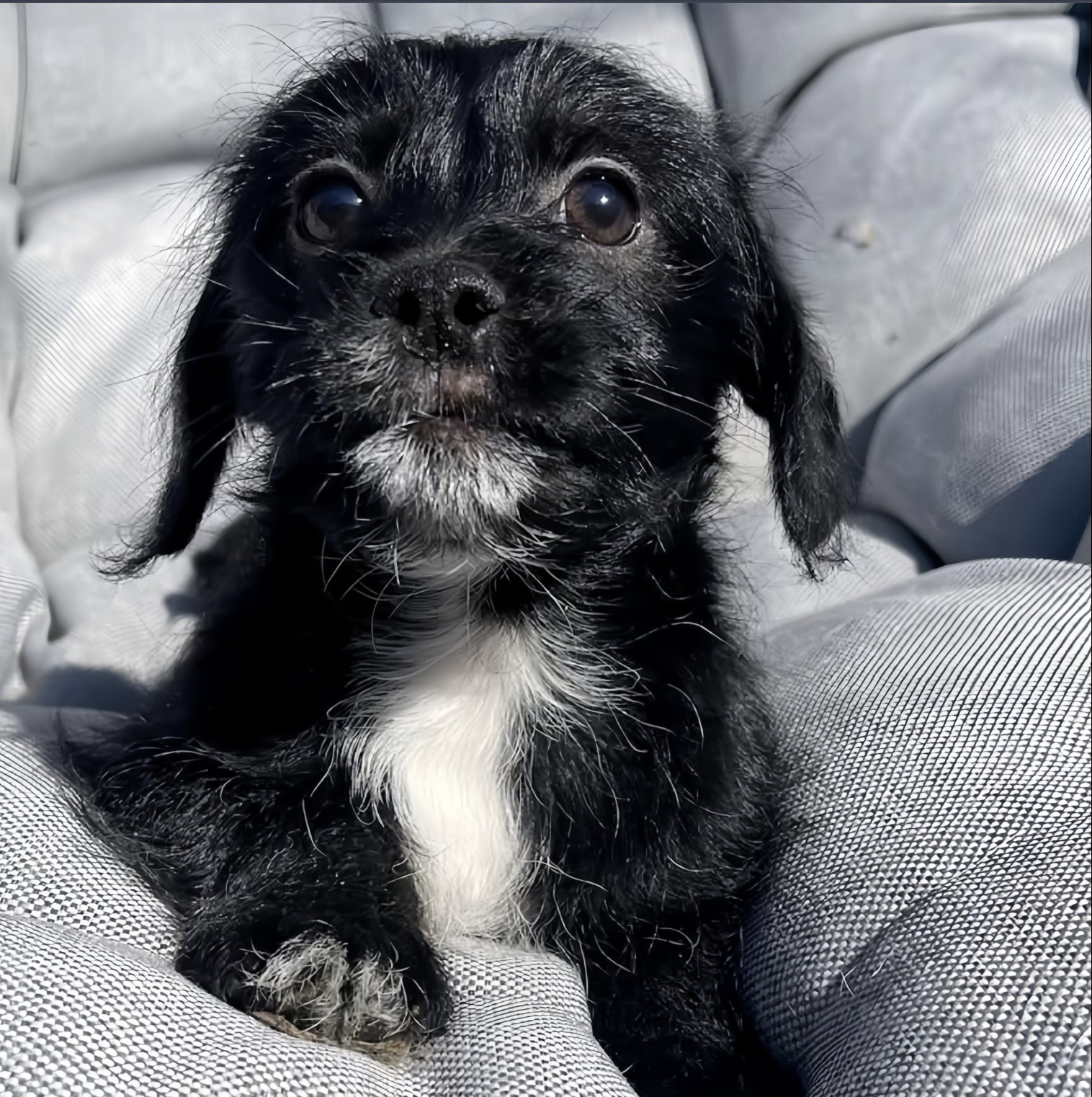 Abbandonato casa, un cane attende per giorni il ritorno dei proprietari finché una volontaria lo salva, offrendo una famiglia e una vita lontana dalla strada.