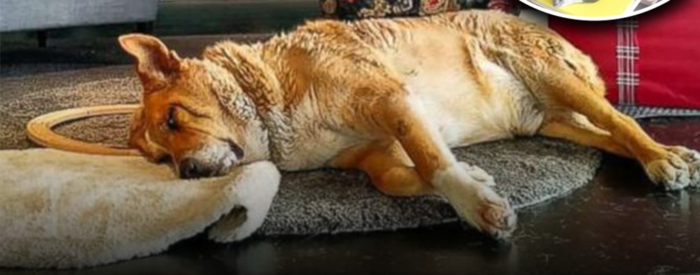 Nel punto vendita IKEA di Catania, durante i mesi più freddi, i cani randagi vengono accolti all’interno del negozio, nutriti e curati dal personale.