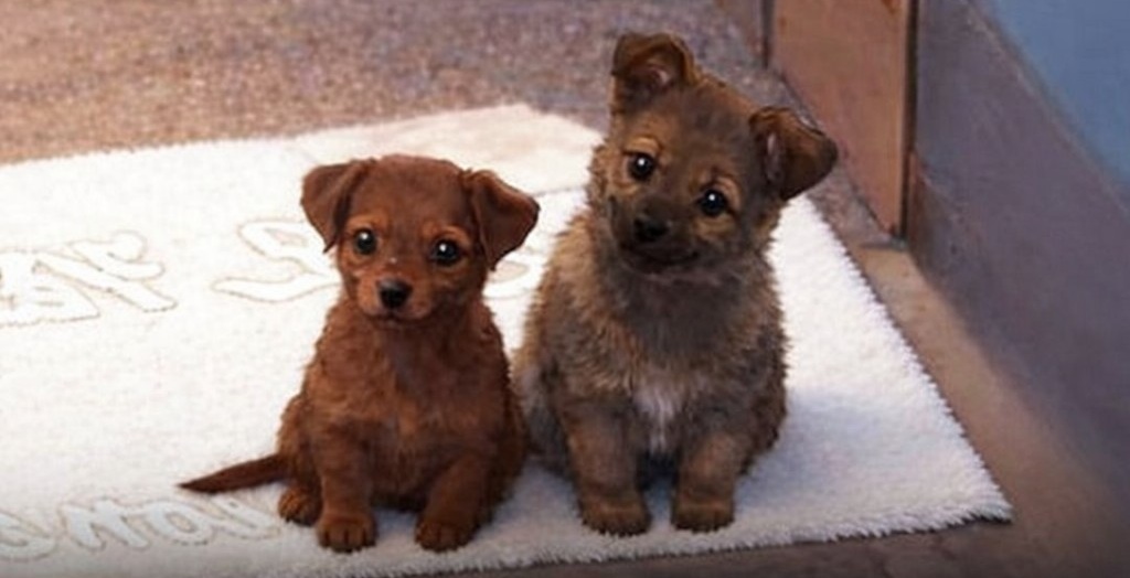 Un cucciolo randagio si ferma davanti a un negozio senza chiedere nulla. Il giorno successivo ritorna con altri due cani, dando inizio a una storia di accoglienza silenziosa.