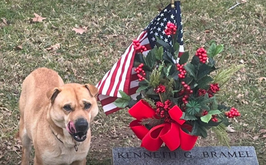 Dopo la morte del proprietario, un cagnolino resta accanto alla sua tomba nel cimitero. I visitatori cercano di allontanarlo, ma lui continua a vegliare.