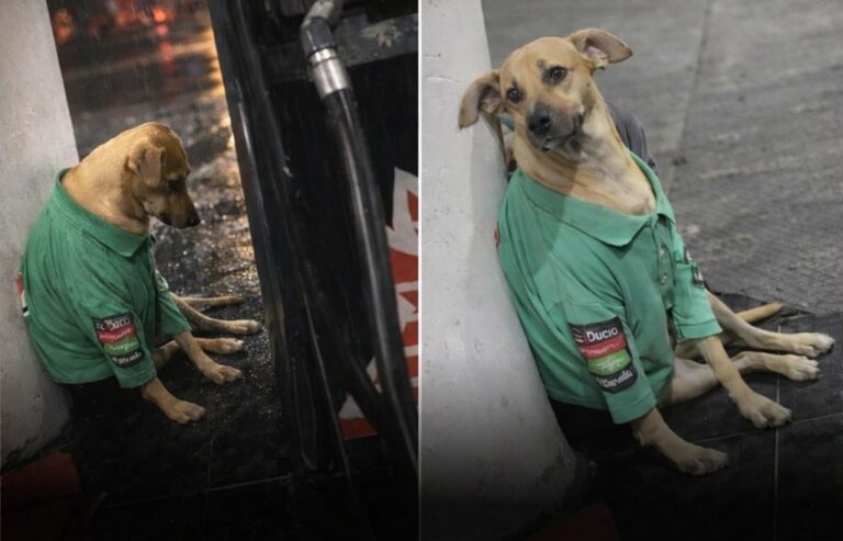 Abbandonato in un’area in costruzione, un cane randagio viene accolto dai nuovi proprietari di una stazione di servizio e diventa il simbolo di accoglienza e riscatto del quartiere.