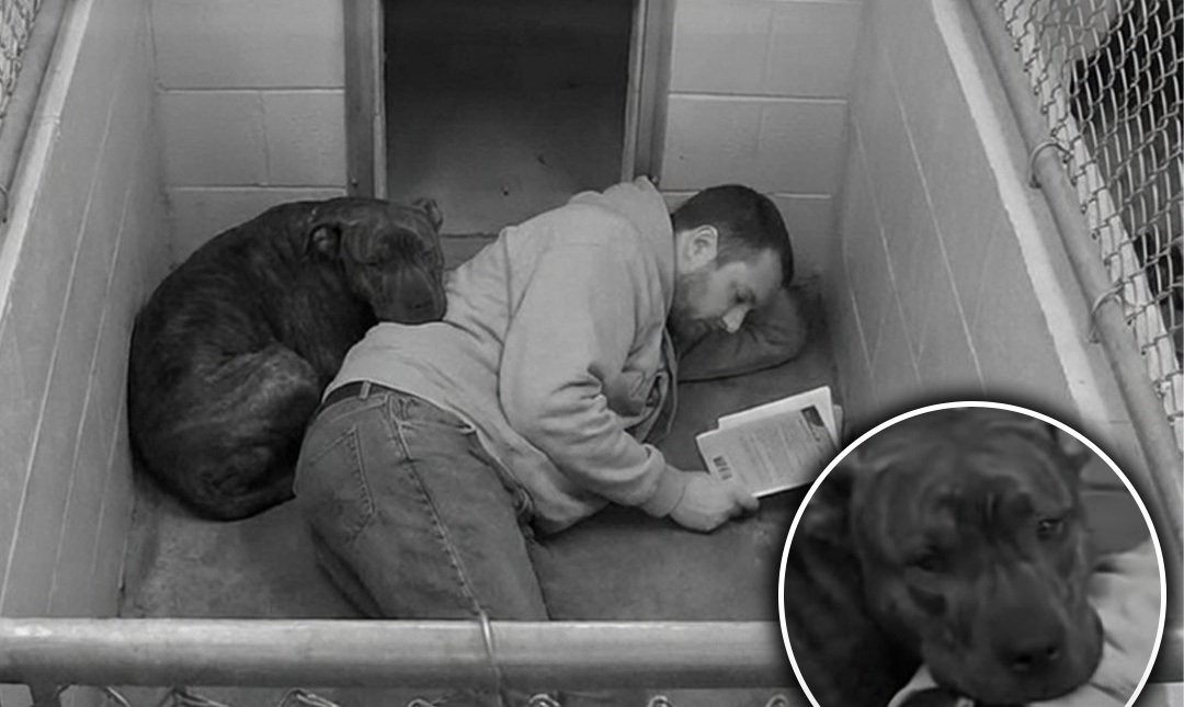 Un cane in forte stato di ansia non riusciva a calmarsi nel box. Un volontario decide di sdraiarsi sul pavimento accanto a lui per rassicurarlo.