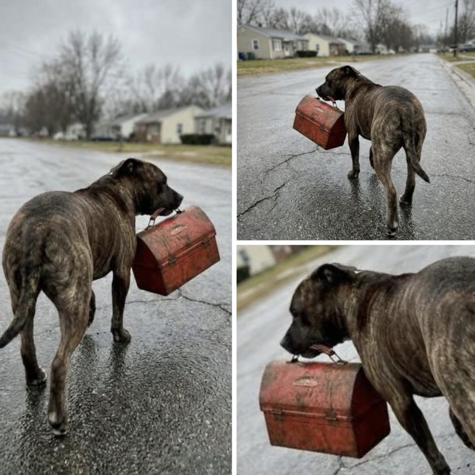 Ogni mattina alle 6:45 un cane accompagna il ricordo del padrone fino al cantiere dove lavorava, stringendo un vecchio portapranzo e difendendo una routine diventata memoria.