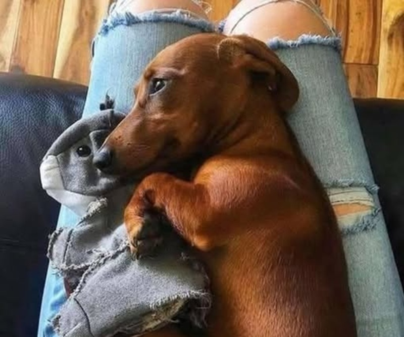 Un cane appena adottato lascia il rifugio con un vecchio giocattolo tra i denti e affronta i primi momenti nella nuova casa ancora segnato dalla paura.