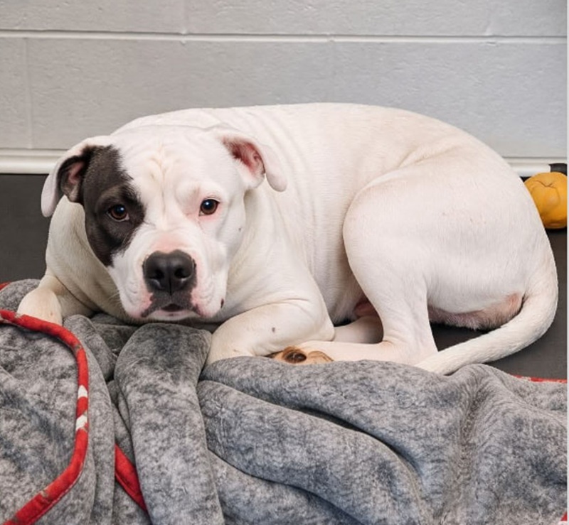 Bella, Boxer bianca di 5 anni, viene riportata al rifugio perché cercava il contatto notturno con la sua famiglia. Ora attende una nuova adozione stabile.