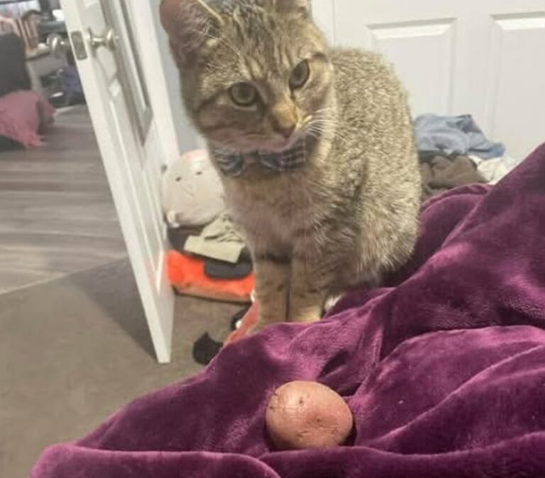 Una patata intera lasciata in grembo nel cuore della notte diventa il simbolo di una rinascita personale iniziata sei mesi dopo un divorzio doloroso.
