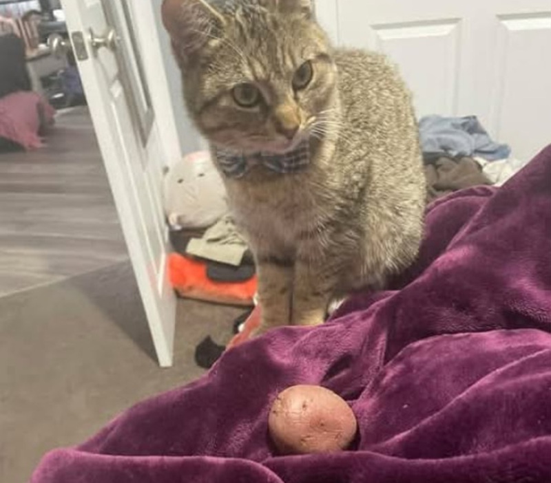 Una patata intera lasciata in grembo nel cuore della notte diventa il simbolo di una rinascita personale iniziata sei mesi dopo un divorzio doloroso.