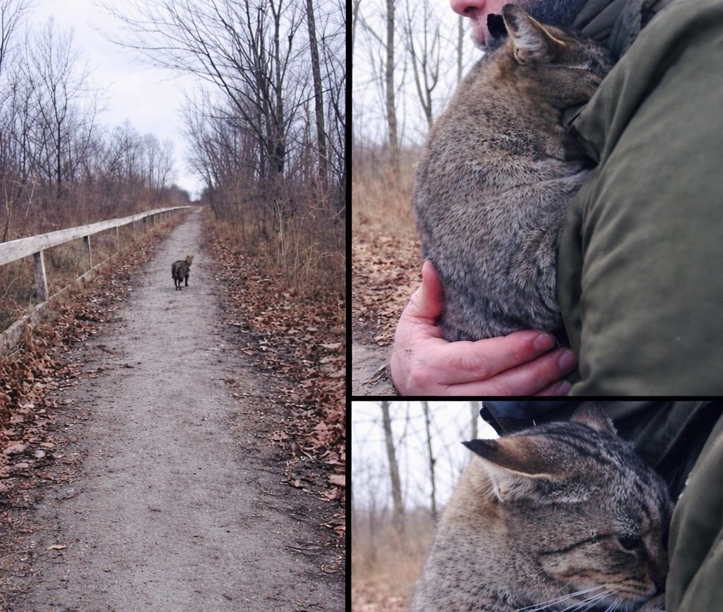 Scomparso per dodici mesi, un gatto ritrova i suoi proprietari per caso. Al primo richiamo si ferma, miagola e corre da loro.