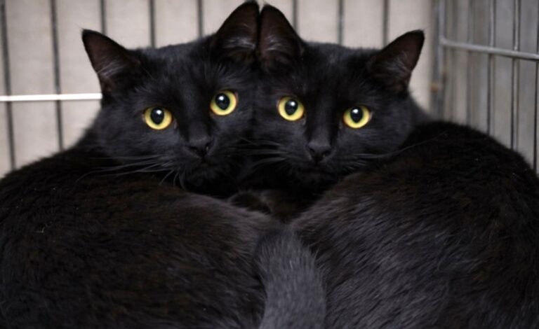 A un anno dalla perdita del suo gatto, entra in un rifugio solo per lasciare coperte ma scopre due gatti neri inseparabili destinati all’eutanasia e decide di salvarli.