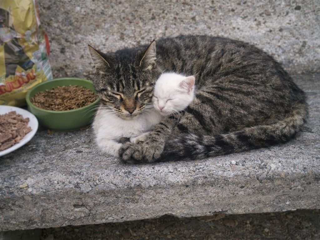 Un gatto randagio chiamato Leone accompagna e protegge un micino bianco nato cieco. Nel parco vivono insieme, inseparabili, grazie anche all’aiuto dei vicini.