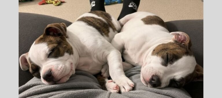 Arrivati in affido temporaneo, due cuccioli Boxer malati e sottopeso dovevano essere adottati. Ma il legame creato ha cambiato tutto: resteranno per sempre.