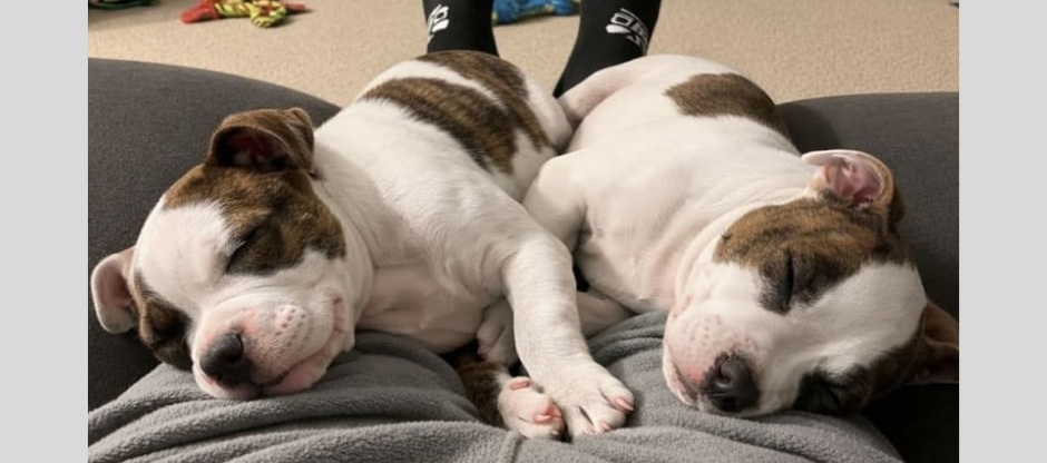 Arrivati in affido temporaneo, due cuccioli Boxer malati e sottopeso dovevano essere adottati. Ma il legame creato ha cambiato tutto: resteranno per sempre.