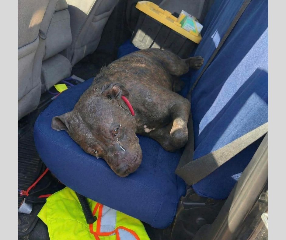 Durante una demolizione su Miller Road, un operaio sente un lamento dal seminterrato. Ferma i lavori e salva una pitbull abbandonata e gravemente malnutrita.