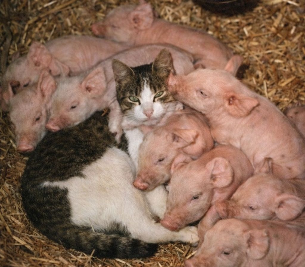 Dopo la morte della madre, alcuni maialini appena nati sono stati protetti dal calore di una gatta di fattoria che non li ha più lasciati soli.