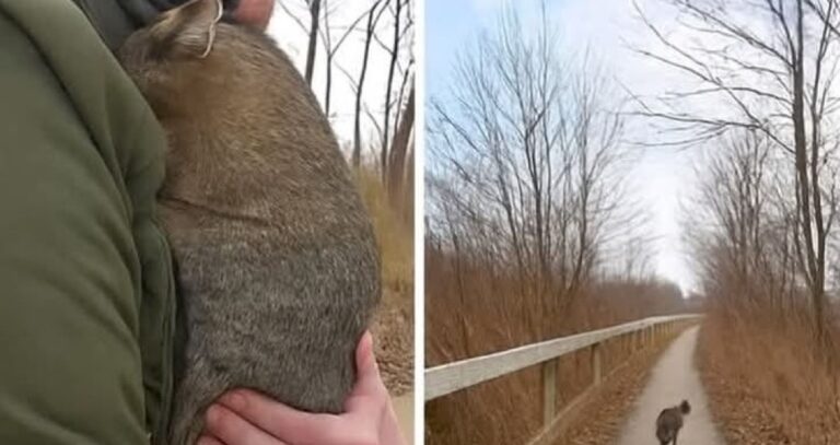 Scomparso per dodici mesi senza lasciare tracce, un gatto viene ritrovato per caso durante un giro in bici e riconosce immediatamente la voce dei suoi proprietari.