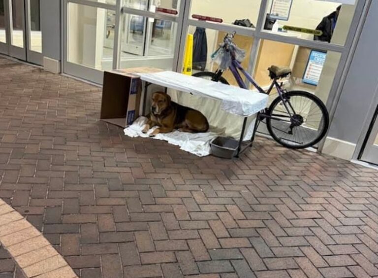 Un uomo viene ricoverato a Rocky Mount, il suo cane resta fuori sotto la pioggia accanto alla bici. Le infermiere intervengono e gli costruiscono un riparo.
