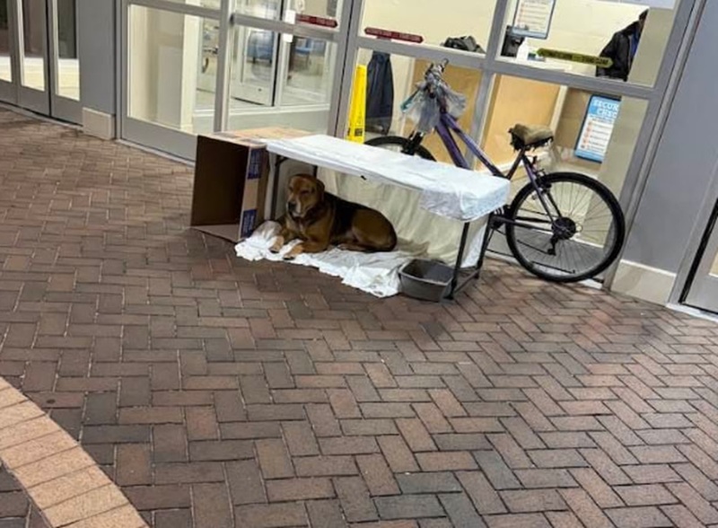 Un uomo viene ricoverato a Rocky Mount, il suo cane resta fuori sotto la pioggia accanto alla bici. Le infermiere intervengono e gli costruiscono un riparo.