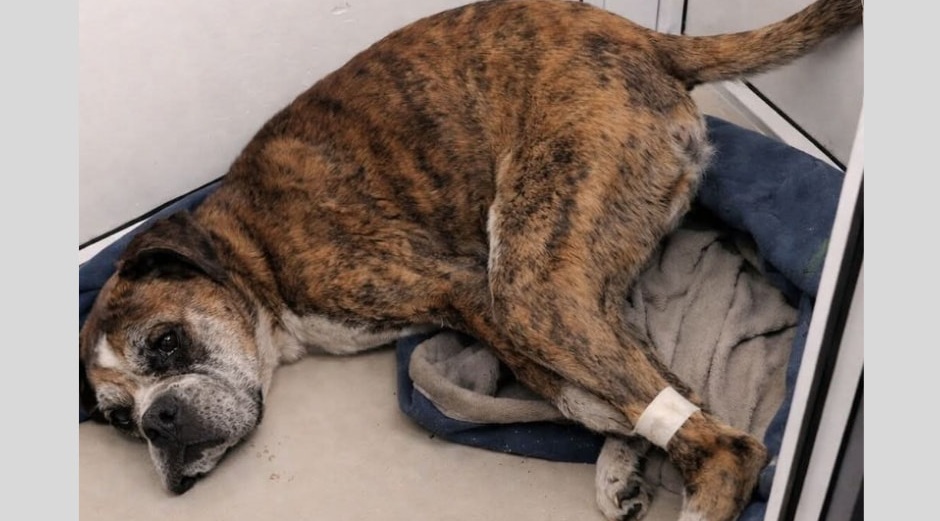 Trovato gravemente malato e rifiutato dai rifugi, il Boxer King è stato curato contro ogni previsione. Oggi vive in casa con una sedia a rotelle.