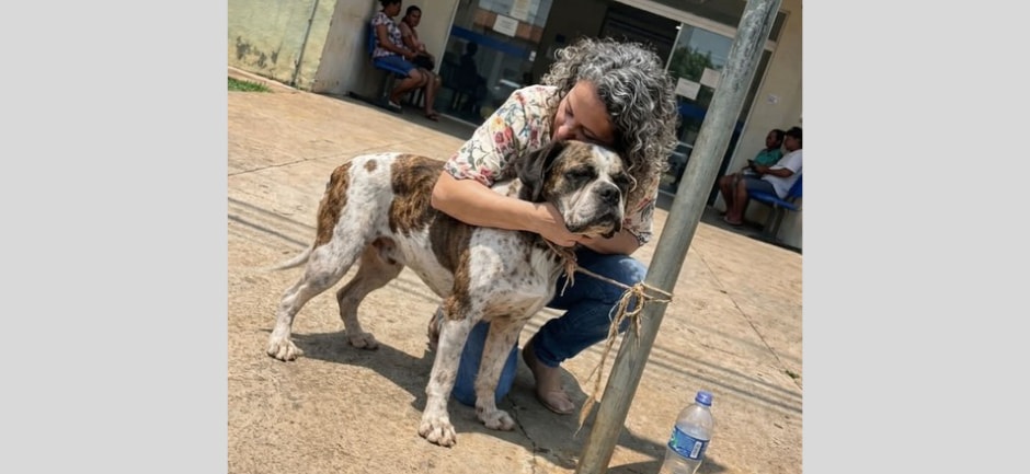 All’alba davanti a una clinica, una donna lascia il suo anziano Boxer fuori durante le visite. Al ritorno lo trova lì, immobile, ad aspettarla.