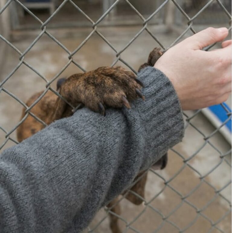 Volontario in un rifugio per foto adozioni incontra Otis, cane con grave ansia da separazione. L’animale si aggrappa al suo braccio. Quel contatto cambia il destino.