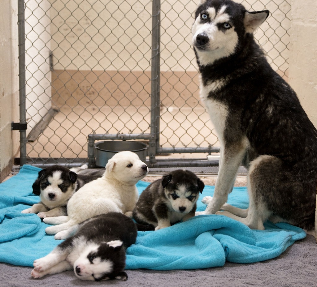 Arrivata allo stremo in un rifugio, una cagnolina ha dato alla luce i suoi cuccioli. Ora si cerca una casa per lei e per i piccoli.