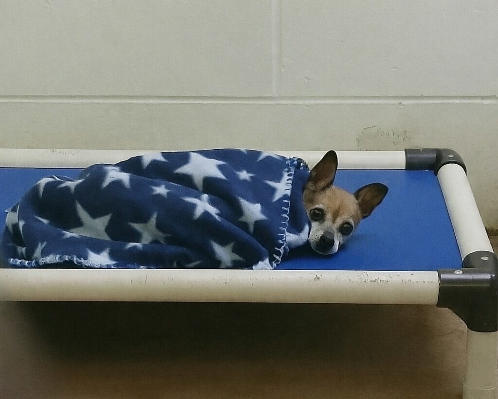 Rimasto solo dopo la morte del proprietario, Scooter è finito in un rifugio del Michigan dove ogni notte si copriva da solo, finché una foto non ha cambiato tutto.