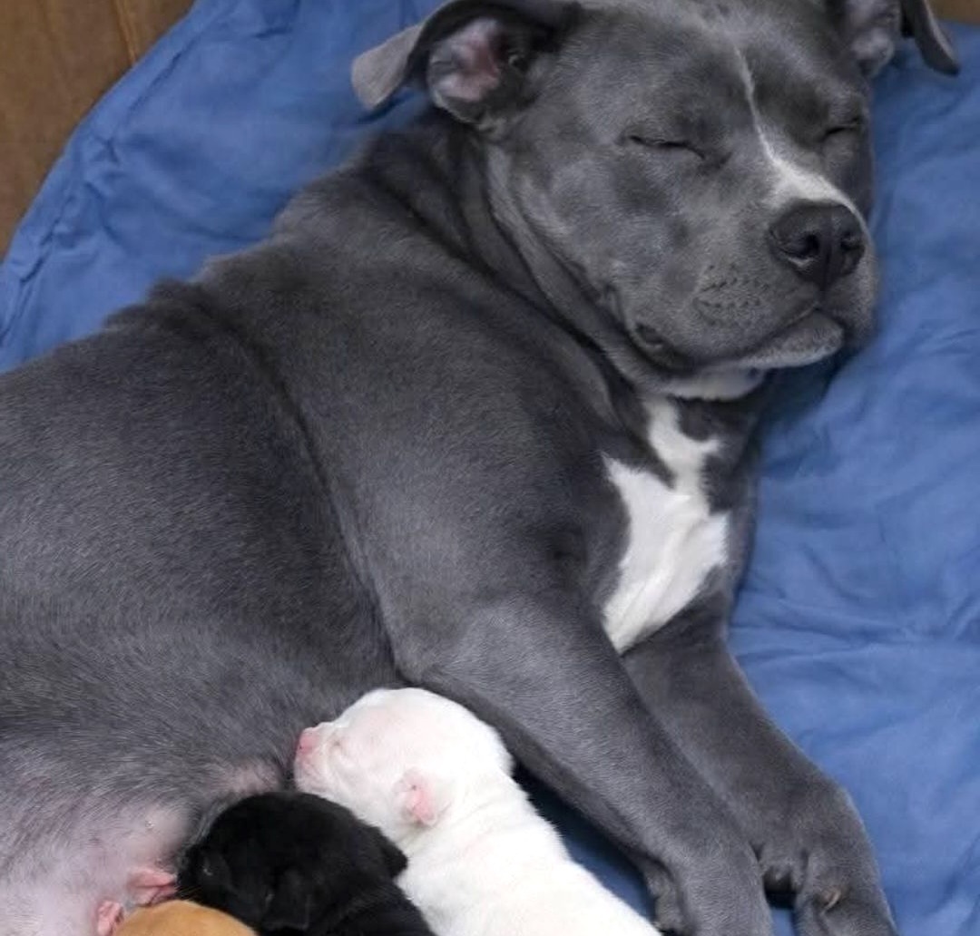 Una studentessa assiste all’abbandono di una pitbull incinta. La salva, la accoglie in casa e pochi mesi dopo nascono tre cuccioli che cambiano la loro vita.