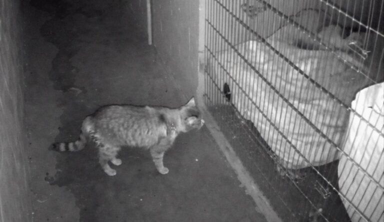 Una telecamera riprende Arturo, gatto di 10 anni ignorato da mesi, mentre colpisce la gabbia di quarantena e fa scattare l’allarme che salva la piccola Luna.
