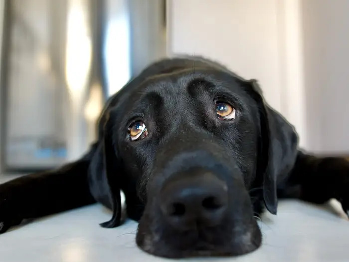 Una cagna dal manto nero resta otto anni in rifugio senza essere scelta, poi un annuncio cambia tutto e viene finalmente adottata.