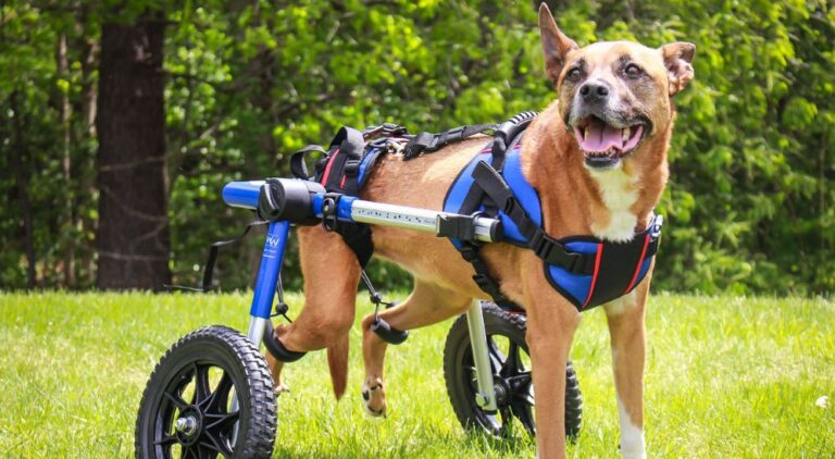 Un uomo spara a un cane accusandolo di sporcare il paese. Rimasto paralizzato, viene salvato dai volontari e adottato da una famiglia.
