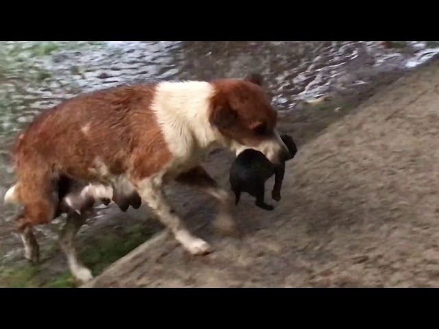 Durante un temporale improvviso a Meishan, in Sichuan, una cagnolina si lancia in un fiume in piena per raggiungere e salvare uno dei suoi cuccioli rimasto isolato.