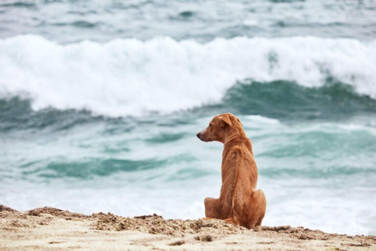 Cresciuto con due anziani pescatori scomparsi in mare, Nico resta ogni giorno sulle stesse rocce. Ora ha una nuova casa, ma continua ad aspettare.