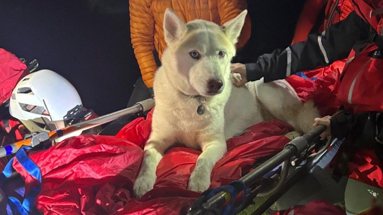 Riddle Paliwal e Akash Saxena trovano un cane immobile sull’asfalto in India. Credevano fosse morto. Invece respirava ancora. Oggi si chiama Miracle ed è vivo.