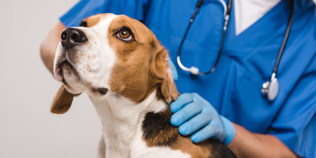 Rimasto senza nulla dopo una tempesta, Juan implora una clinica di porre fine alle sofferenze del suo cane Luther. Una veterinaria cambia il destino.
