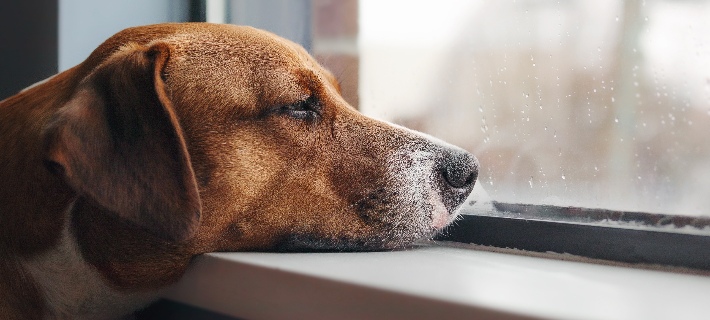 Per otto anni è vissuta ignorata in giardino. Durante un trasloco l’hanno lasciata sola. In affido un gesto semplice ha cambiato tutto.